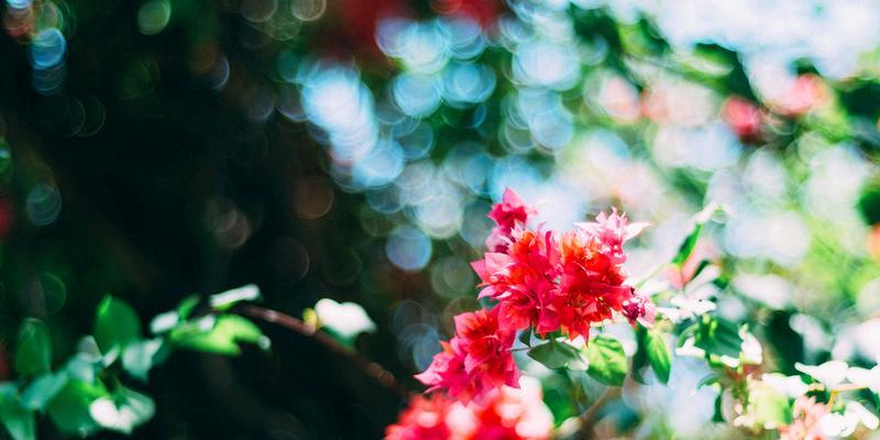 美好生机（探寻自然之美）