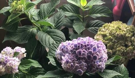 绣球花的花期是什么时候？如何延长花期？