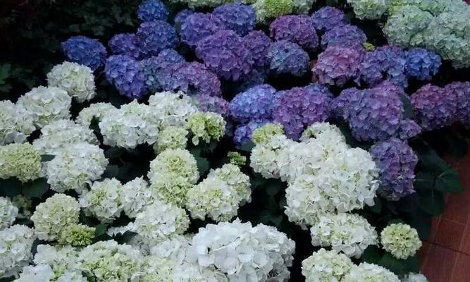 绣球花的花期是什么时候？如何延长花期？