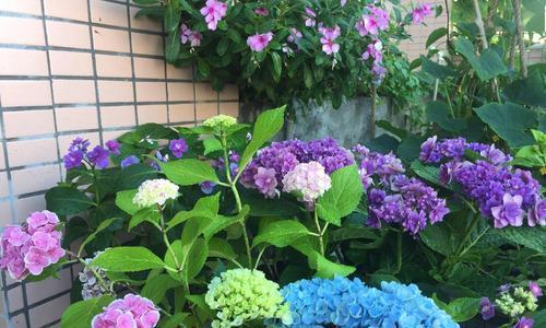 绣球花的花期是什么时候？如何延长花期？