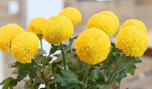 绿色菊花的花语代表着什么（绿色菊花的寓意和象征）