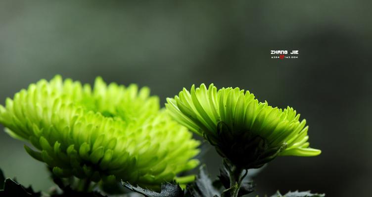 绿色菊花的花语代表着什么（绿色菊花的寓意和象征）