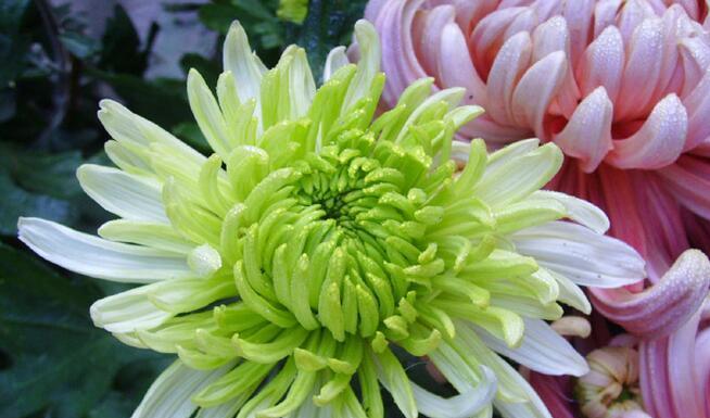 绿色菊花的花语代表着什么（绿色菊花的寓意和象征）