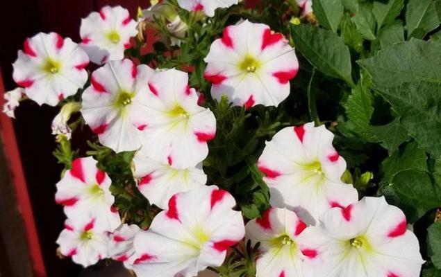 矮牵牛是多年生还是年生植物？如何正确识别和养护？