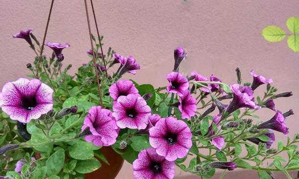 矮牵牛是多年生还是年生植物？如何正确识别和养护？