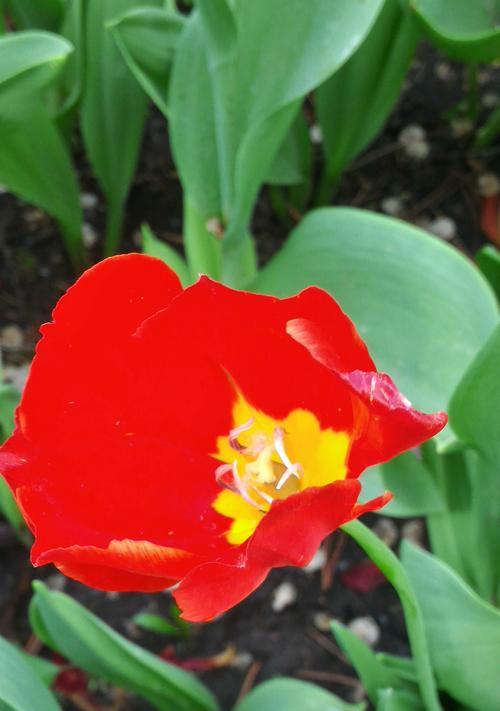 红色郁金香(探索红色郁金香的历史与意义) 红色郁金香(探索红色郁金香的历史与意义)