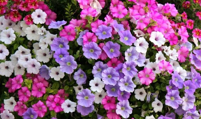 矮牵牛是多年生还是年生植物？如何正确识别和养护？