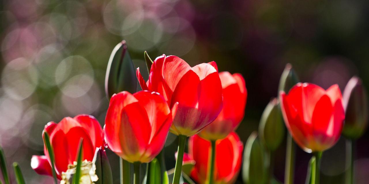 红色郁金香(探索红色郁金香的历史与意义) 红色郁金香(探索红色郁金香的历史与意义)