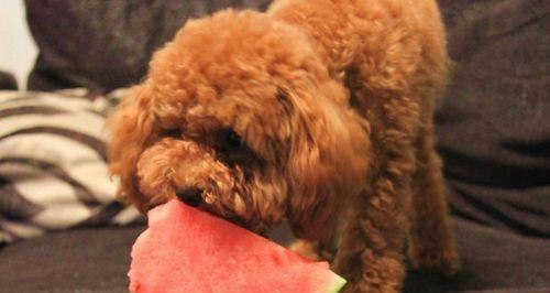 狗狗能吃火龙果吗？火龙果对宠物狗狗有哪些好处和风险？