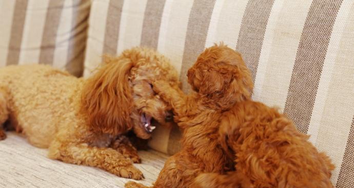 狗狗能吃火龙果吗？火龙果对宠物狗狗有哪些好处和风险？