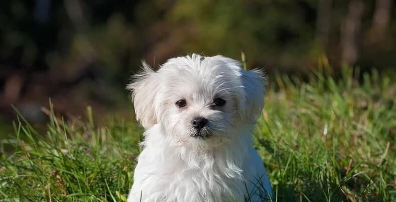 狗狗能吃火龙果吗？火龙果对宠物狗狗有哪些好处和风险？