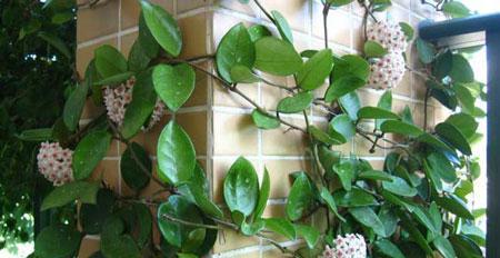 球兰适合室外养殖吗？需要注意哪些事项？