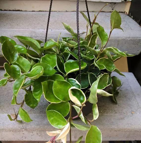 球兰适合室外养殖吗？需要注意哪些事项？