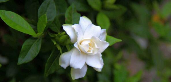 栀子花的真正花语是什么（揭开栀子花的花语之谜）