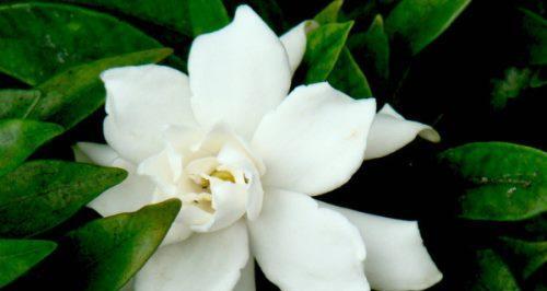 栀子花的真正花语是什么（揭开栀子花的花语之谜）