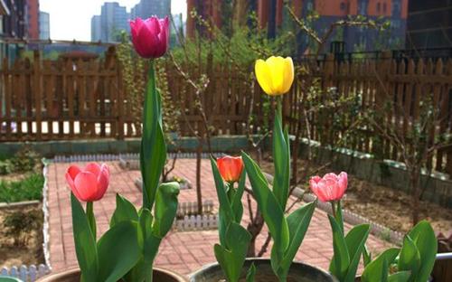 福建适合种什么花？有哪些花卉品种推荐？