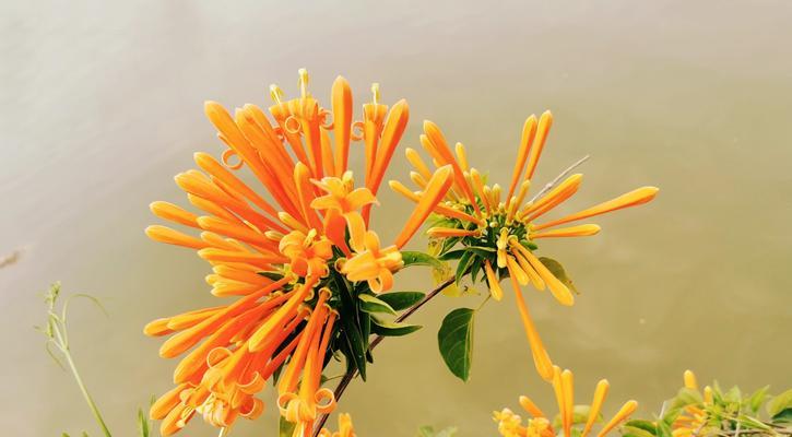 福建适合种什么花？有哪些花卉品种推荐？