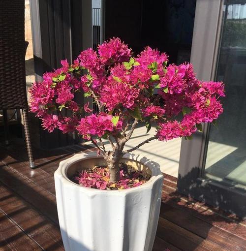 福建适合种什么花？有哪些花卉品种推荐？