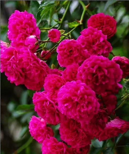 蔷薇花的寓意与花语（探索蔷薇花的深意）