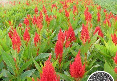 鸡冠花种子播种的最佳时间是什么时候？播种后如何管理？