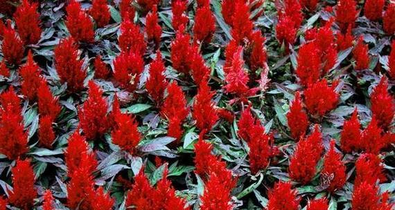 鸡冠花种子播种的最佳时间是什么时候？播种后如何管理？