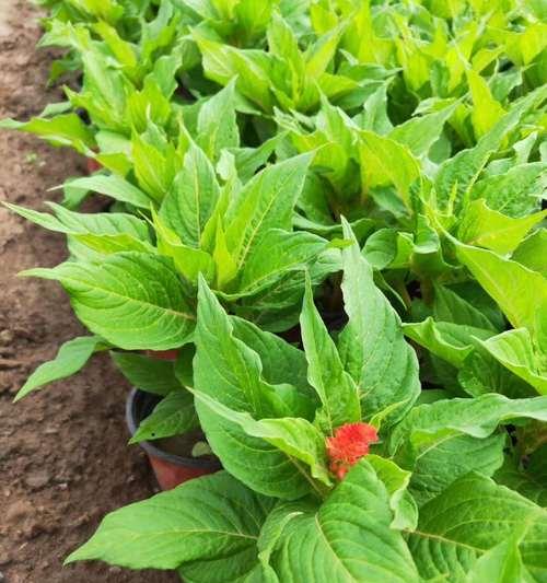 鸡冠花种子播种的最佳时间是什么时候？播种后如何管理？