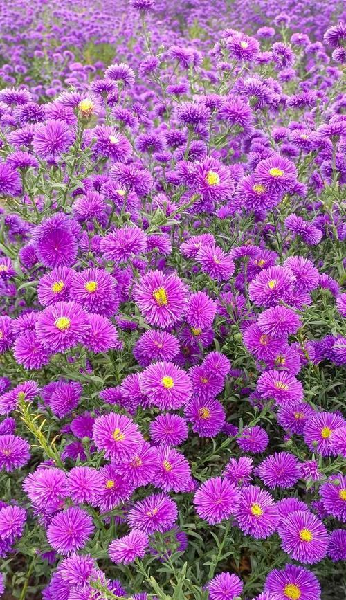 清高孤傲的花——寒梅（昂首独立高山之巅）