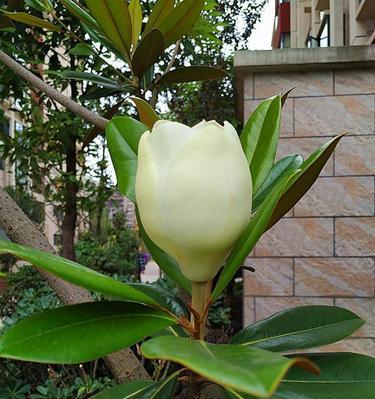 清高孤傲的花——寒梅（昂首独立高山之巅）