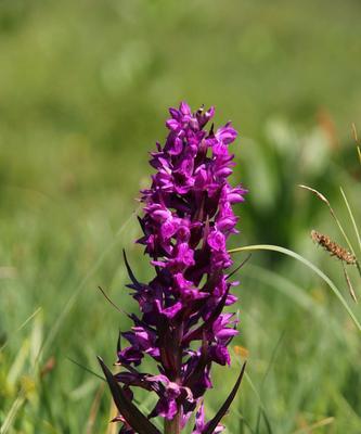 清高孤傲的花——寒梅（昂首独立高山之巅）
