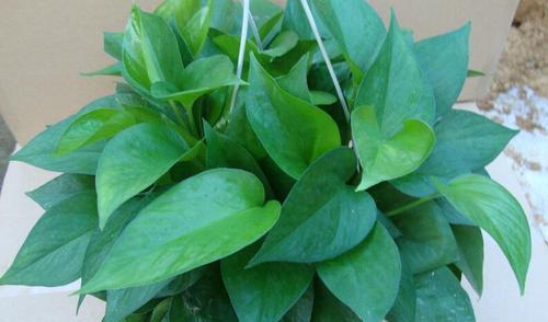 绿萝能否在室外养殖？露天养护绿萝的注意事项是什么？