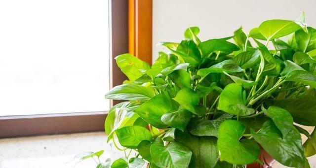 绿萝能否在室外养殖？露天养护绿萝的注意事项是什么？