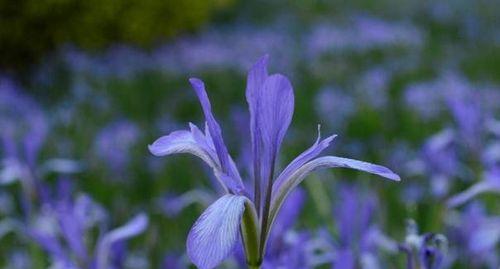 鸢尾花花语（揭秘鸢尾花的花语）