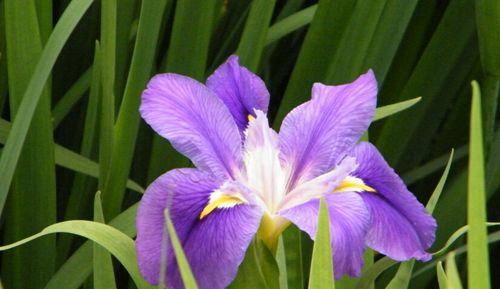 鸢尾花花语（揭秘鸢尾花的花语）