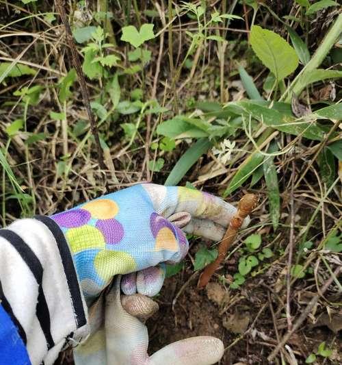 天麻的最佳挖掘时间是什么时候?如何判断天麻成熟? 天麻的最佳挖掘时间是什么时候?如何判断天麻成熟?