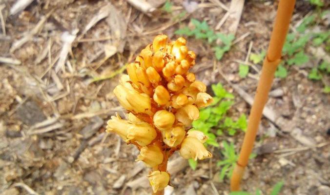 天麻的最佳挖掘时间是什么时候?如何判断天麻成熟?