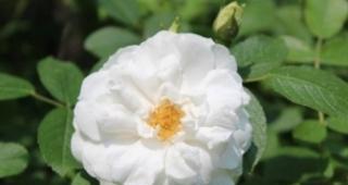 荼蘼花语的深意（探索荼蘼的花语及其象征意义）