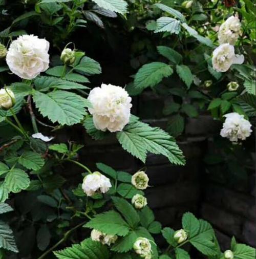 荼蘼花语的深意（探索荼蘼的花语及其象征意义）