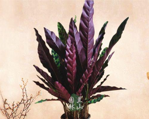 喜阴室内植物有哪些？如何选择适合的品种？