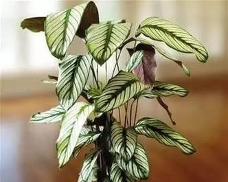 喜阴室内植物有哪些？如何选择适合的品种？