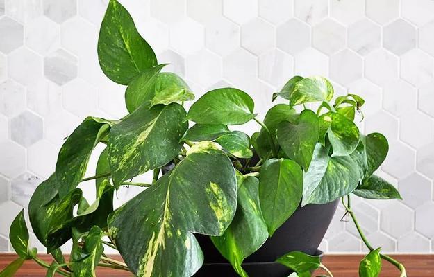 喜阴室内植物有哪些？如何选择适合的品种？