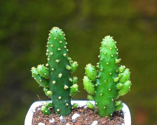 仙人掌象征哪个生肖？十二生肖中仙人掌的寓意是什么？