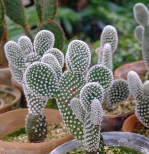 仙人掌象征哪个生肖？十二生肖中仙人掌的寓意是什么？