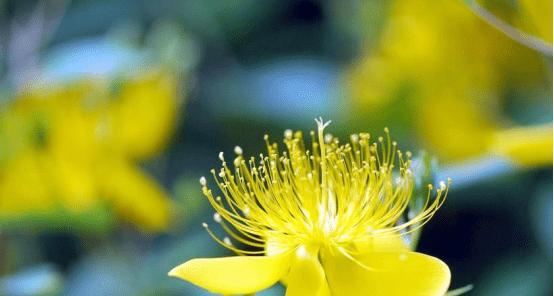 诚信之花，品德之光（诚信花开）