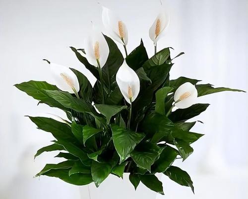 诚信之花，品德之光（诚信花开）