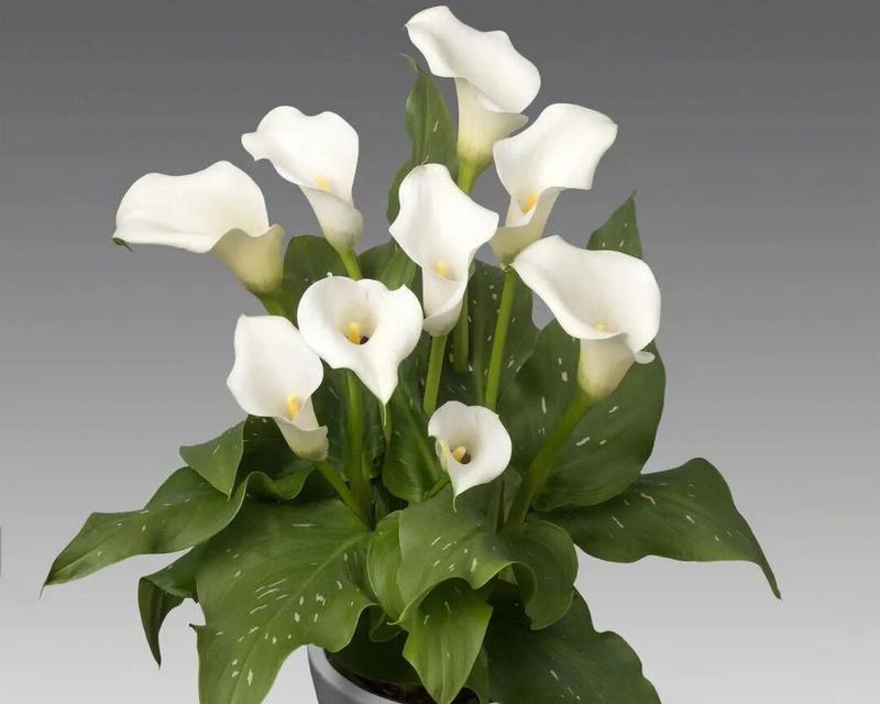 诚信花开 诚信之花,品德之光