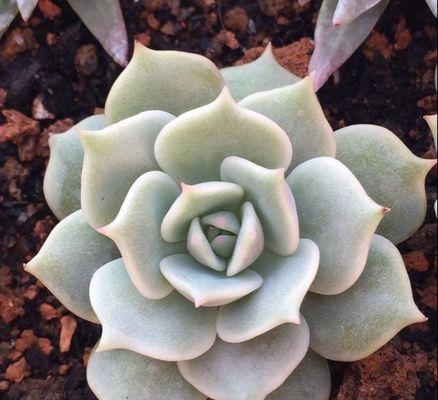 露娜莲养殖需要注意什么？如何正确养殖露娜莲？