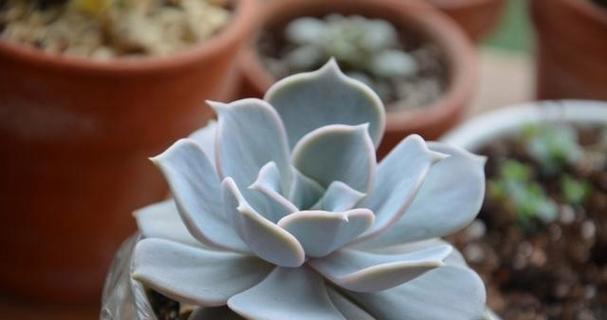 露娜莲养殖需要注意什么？如何正确养殖露娜莲？