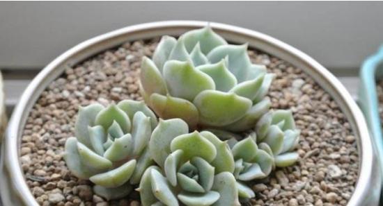 露娜莲养殖需要注意什么？如何正确养殖露娜莲？