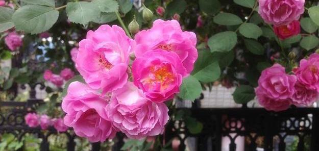 蔷薇花的寓意与花语（赏析蔷薇花的深刻寓意）