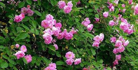 蔷薇花的寓意与花语（赏析蔷薇花的深刻寓意）